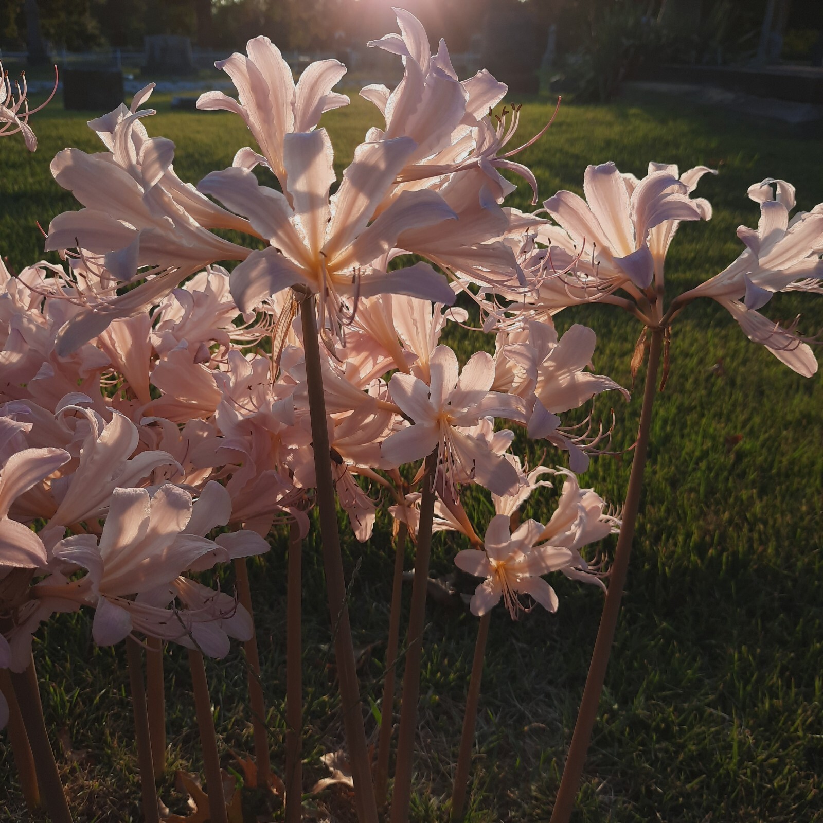 1 Dozen (BABY BULBS) Surprise Lily Bulbs Naked Ladies Resurection Lily
