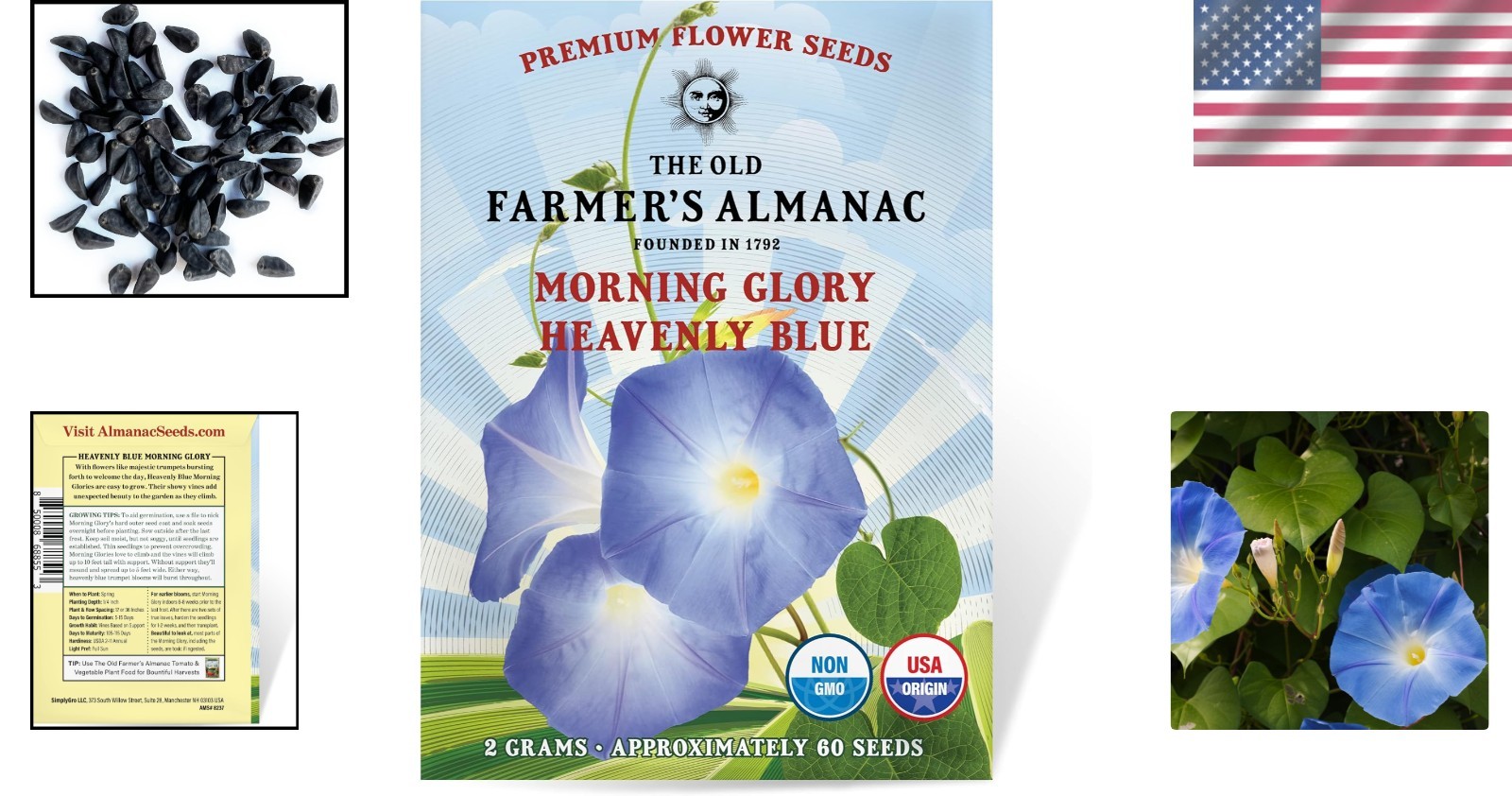 Non-GMO Morning Glory Seeds – 60 Open Pollinated Flowers for Full Sun