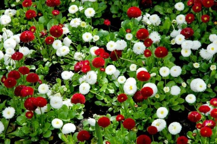 English Daisy Seeds – 300+ Bellis perennis Pompon Mix, Non-GMO Heirloom,
