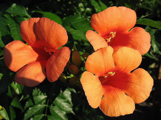 25 HUMMINGBIRD TRUMPET CREEPER VINE Campsis Radicans Flower Seeds *Flat Ship