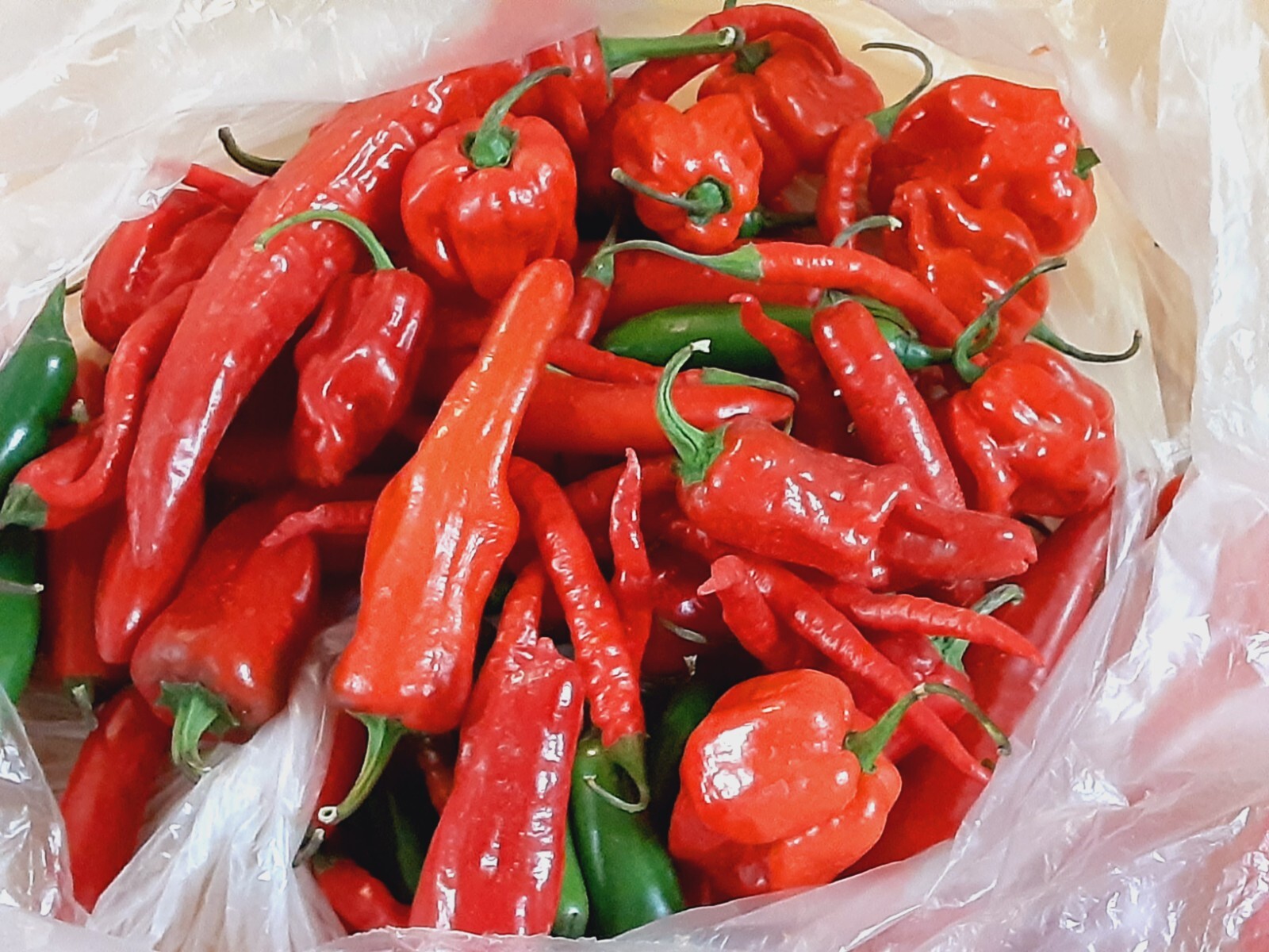 “Motown Magic” Hot Chili Pepper Seeds x30 MIX – Michigan Grown! Organic, Non-GMO