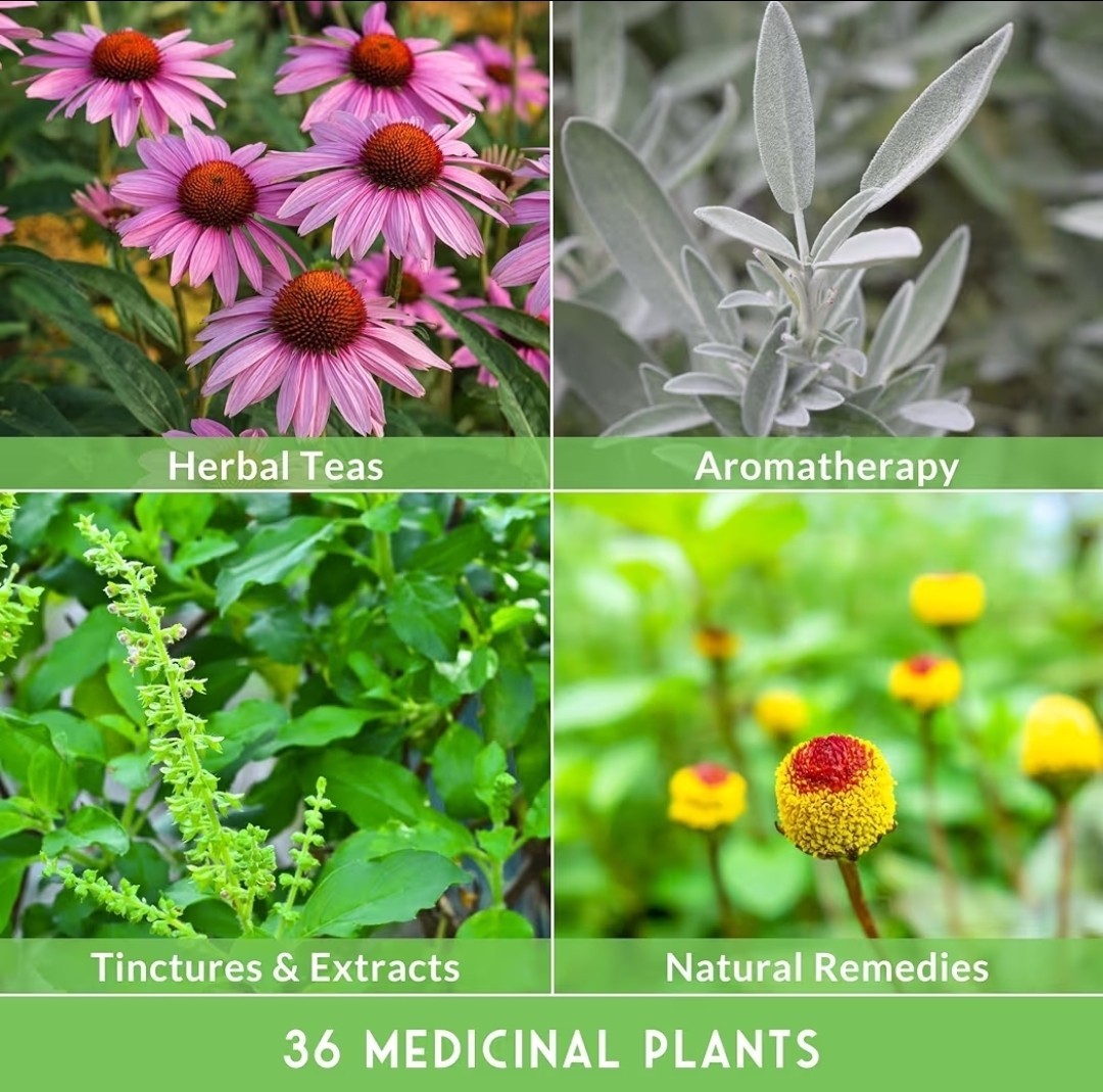 Medicinal Herb Seeds Variety Pack – 36 Type Heirloom Non-GMO Healing Herbs