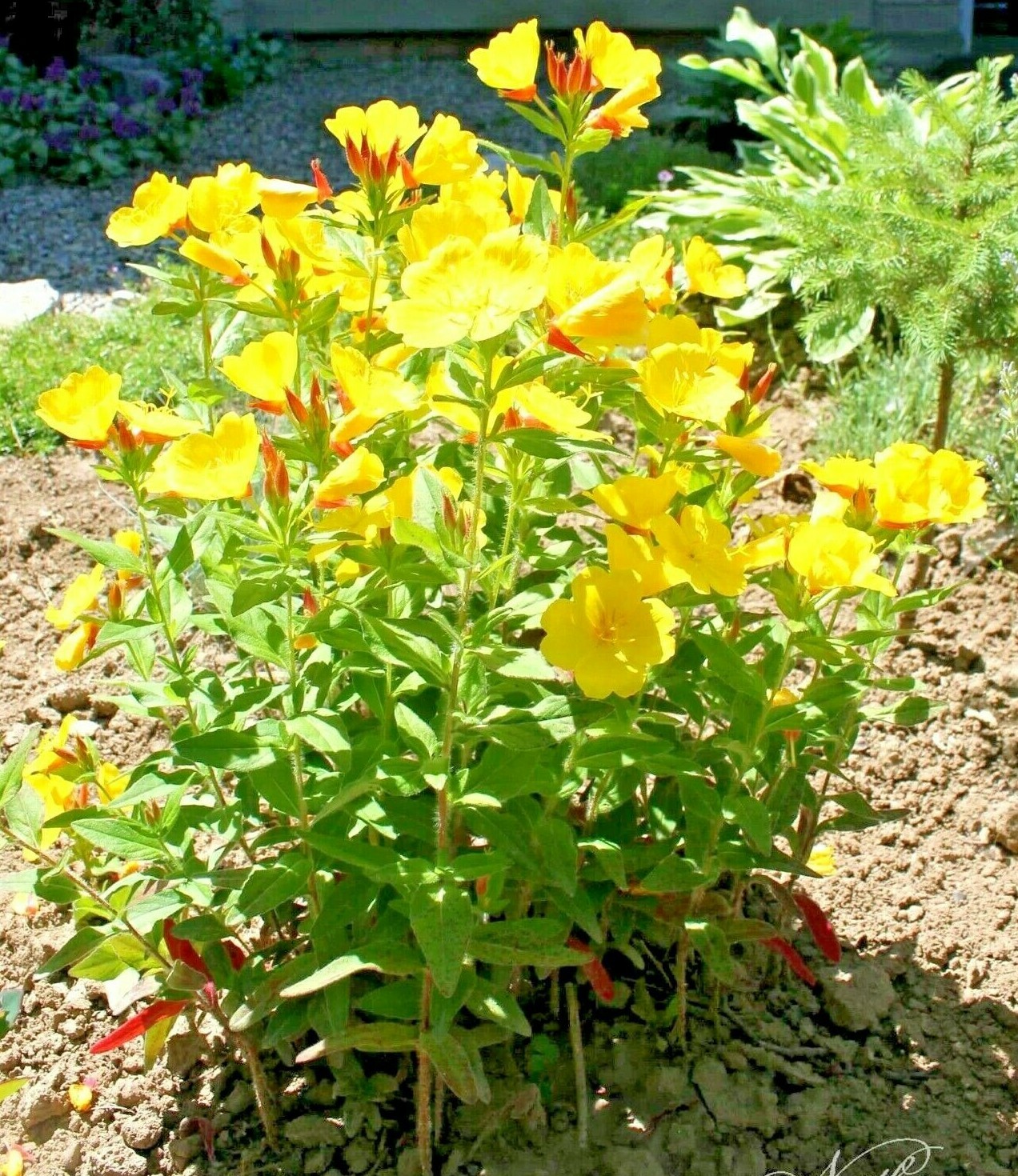501+COMMON EVENING PRIMROSE Flower Seeds Annual Wildflower Garden Container Easy