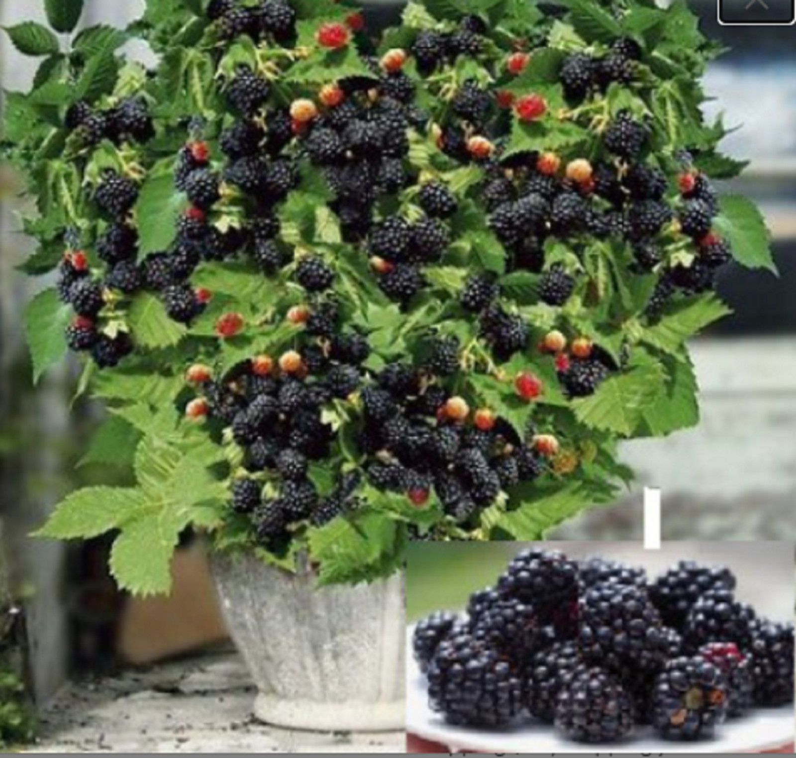 RARE DWARF SWEET BLACKBERRY Fruit Tree 20+ SEEDS- Combined Shipping (USA seller)