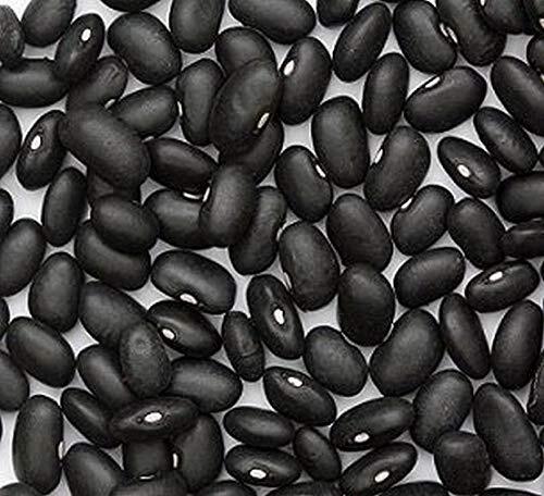 Black Turtle Heirloom Bush Bean – Hardy Plants Grow to 18-24″ -Very Tasteful