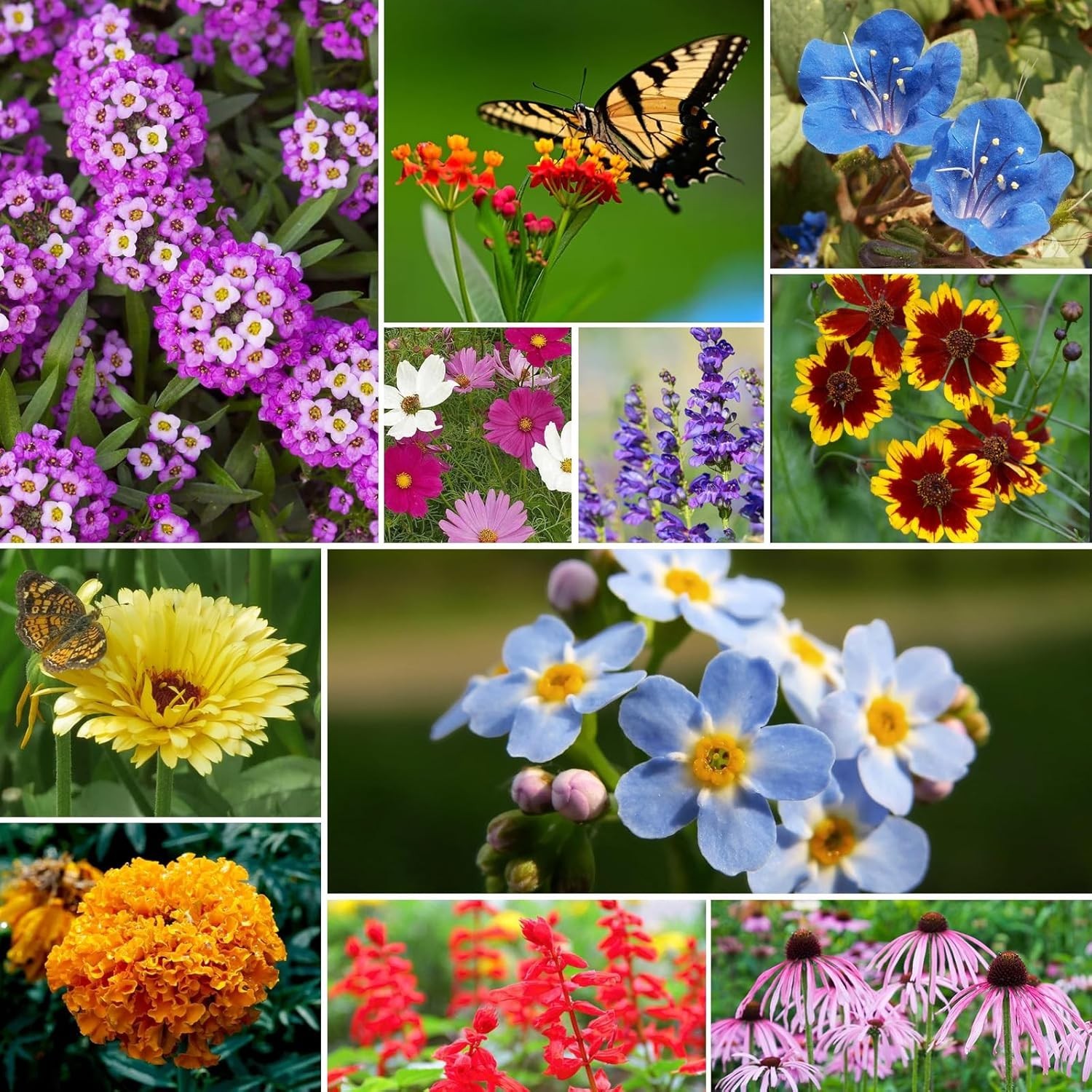 All Perennial Wildflower Seeds Bulk, 1/4 Lb, 100,000+ Seeds, 26 Variety Mix