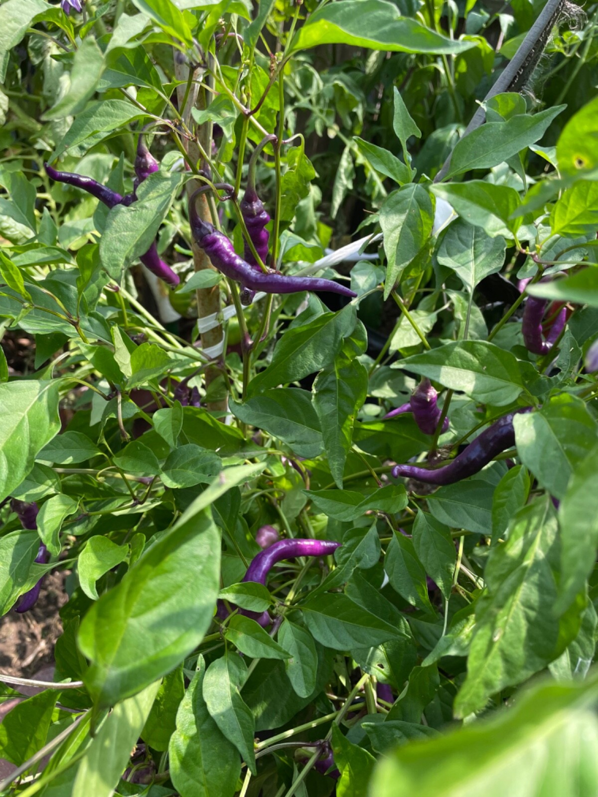 50+ Buena Mulata Purple Pepper Seeds Heirloom Hot