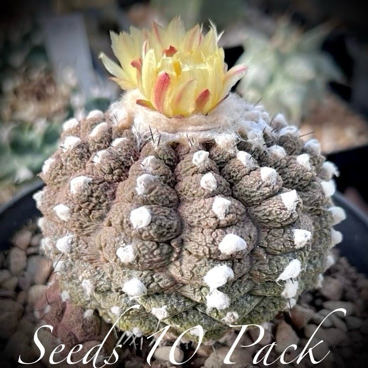 (10) Pack RARE SEEDS Copiapoa Hypogaea v. Barquitensis “Lizard Skin” US SELLER