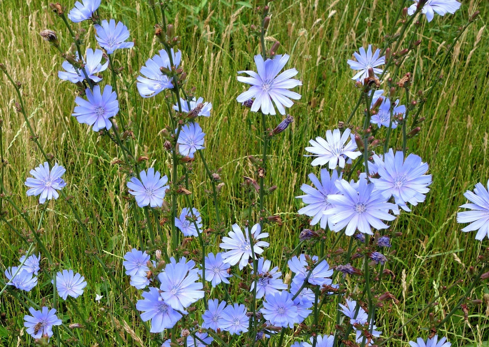 1000 CHICORY Blue Daisy Coffeeweed Succory Cicorium Intybus Flower Herb Seeds