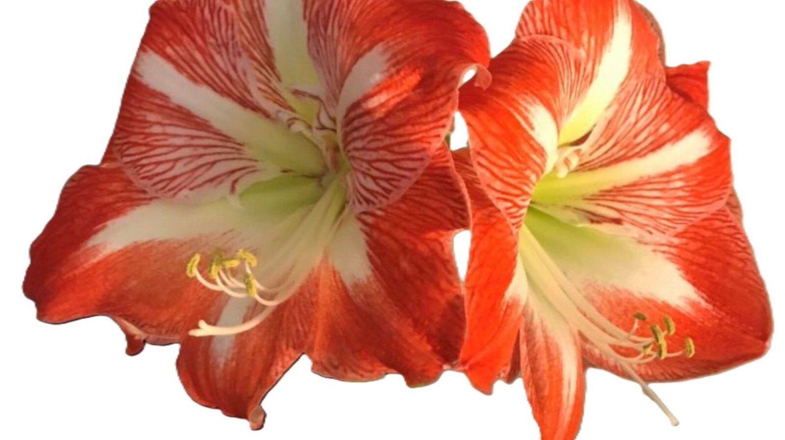 Amaryllis “Samba Seeds 25 Count For Tropical Landscaping.