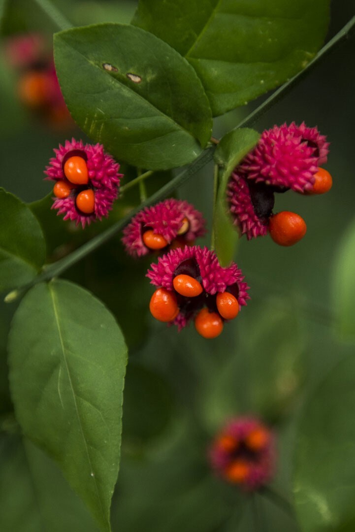Euonymus americanus | American Strawberry Bush | Bursting Heart | 5_Seeds