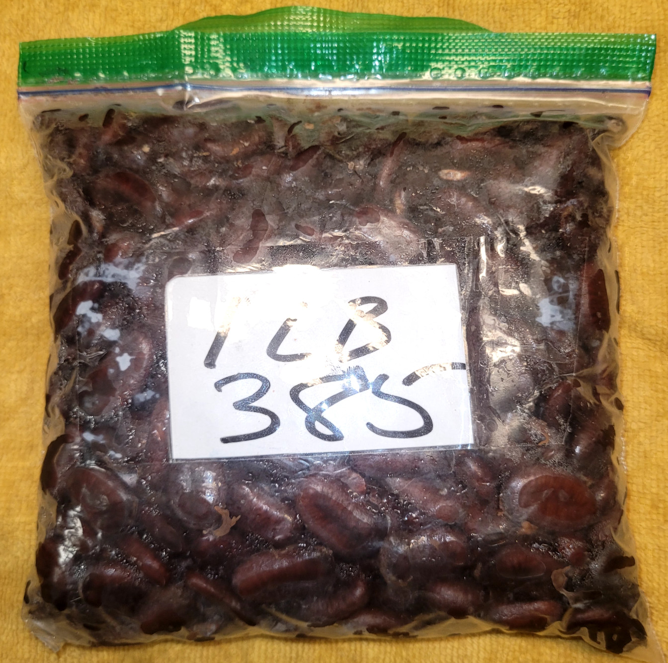 Paw Paw Seeds Asimina Triloba Organically Grown 1 pound or more, great discount