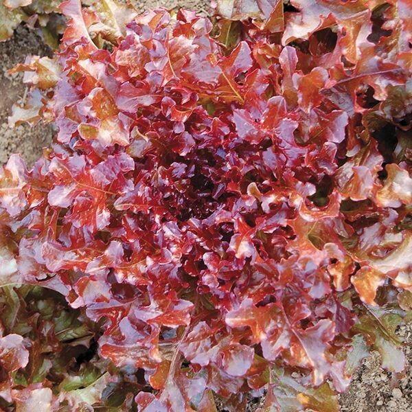 1 Gram Fresh | NON-GMO | Red Salad Bowl Leaf Premium Lettuce Seeds-B 43
