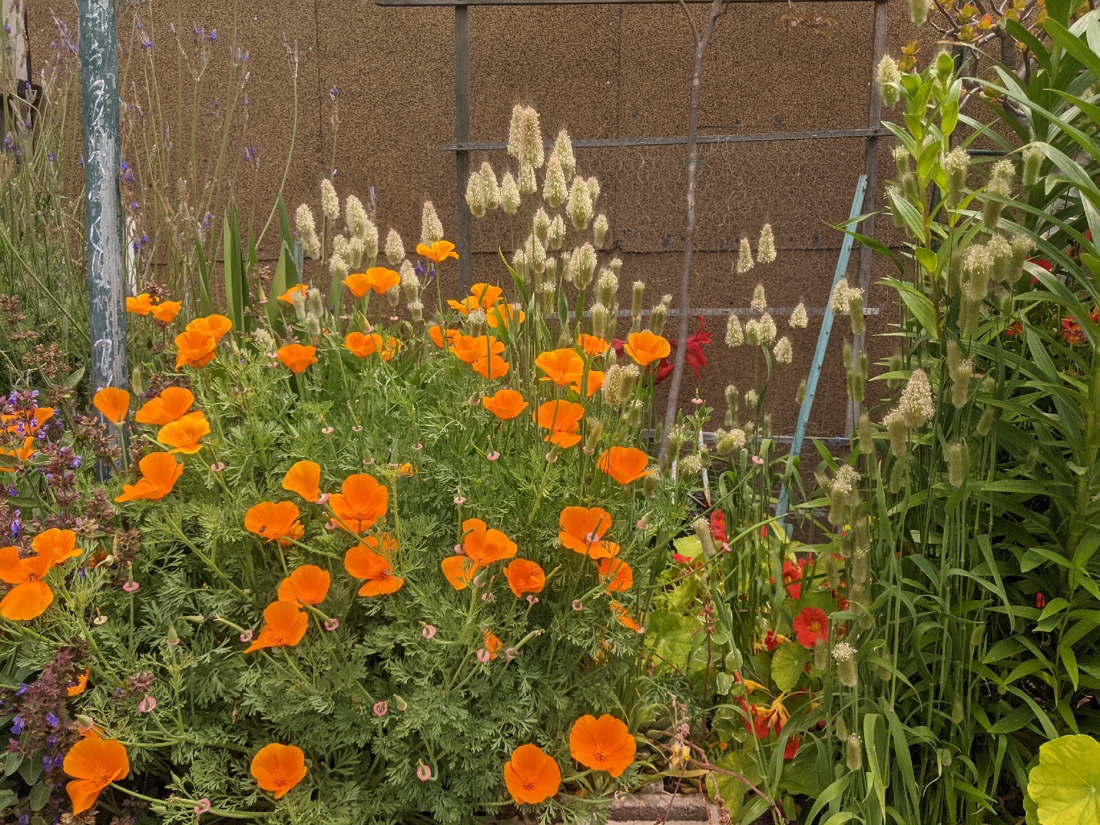 California “Gold Rush” Poppies (100+ SEEDS) Eschscholzia. USA Grown 2023 CROP