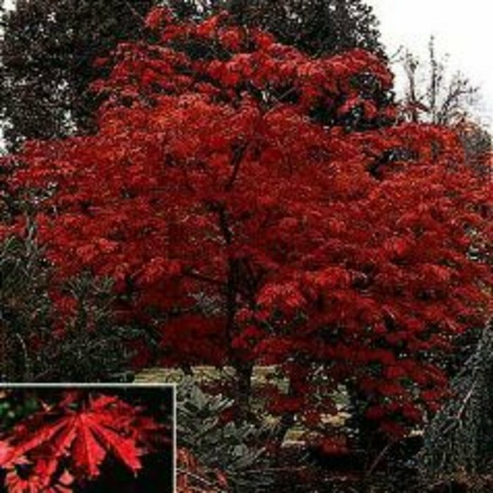 Full Moon Maple, Acer japonicum, Tree Seeds (Fall Color, Bonsai, Hardy, Easy)