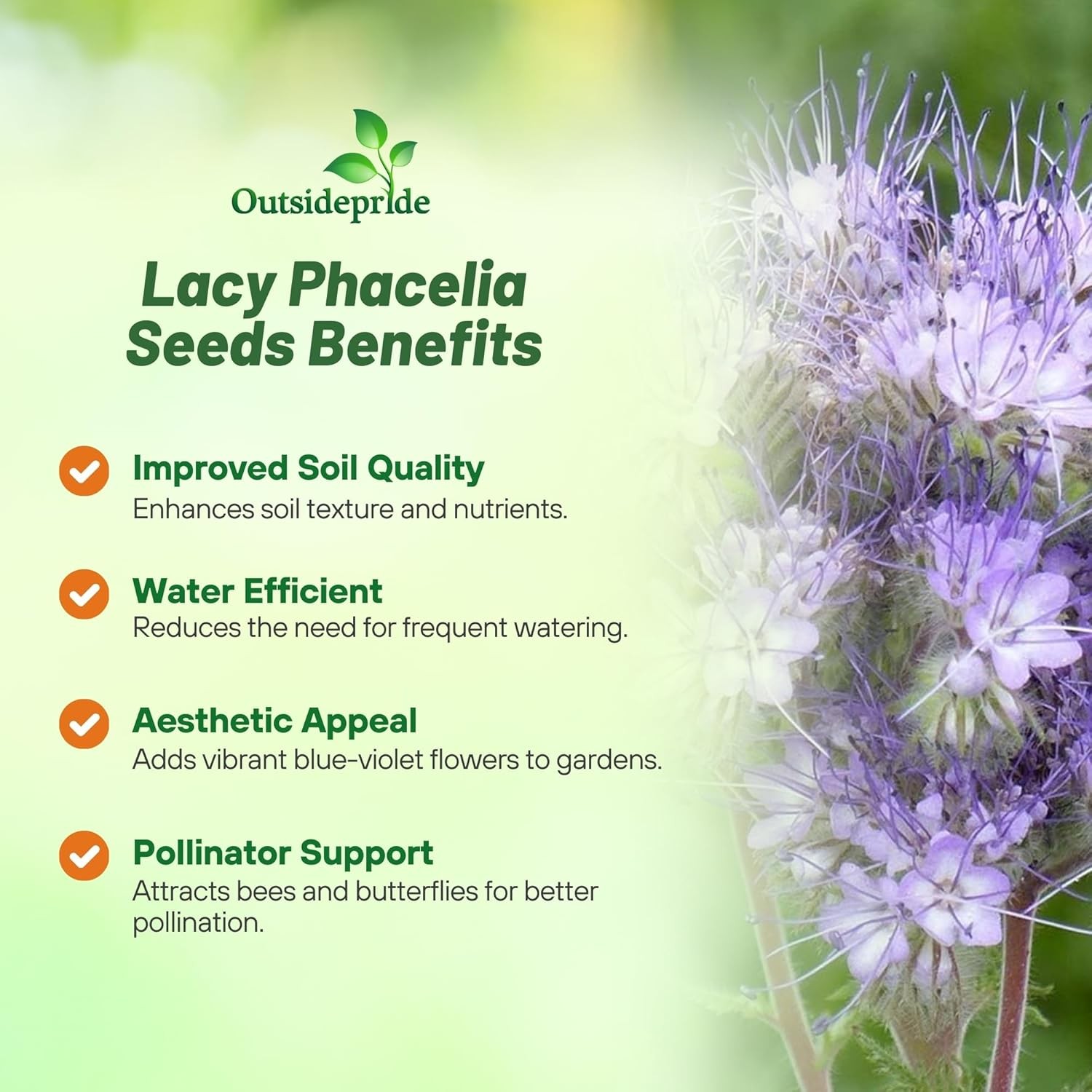 5 LBS Lacy Phacelia Seeds – Phacelia Tanacetifolia Wildflower Seed
