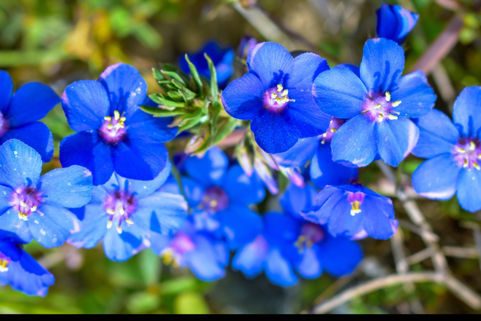 100 BLUE & SCARLET PIMPERNEL Anagallis Monellii Anagallis Arvensis Flower Seeds