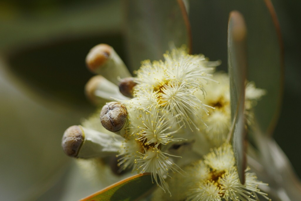 Eucalyptus pleurocarpa (tetragona) Seeds – ‘Tallerack’ – Silver Leaf