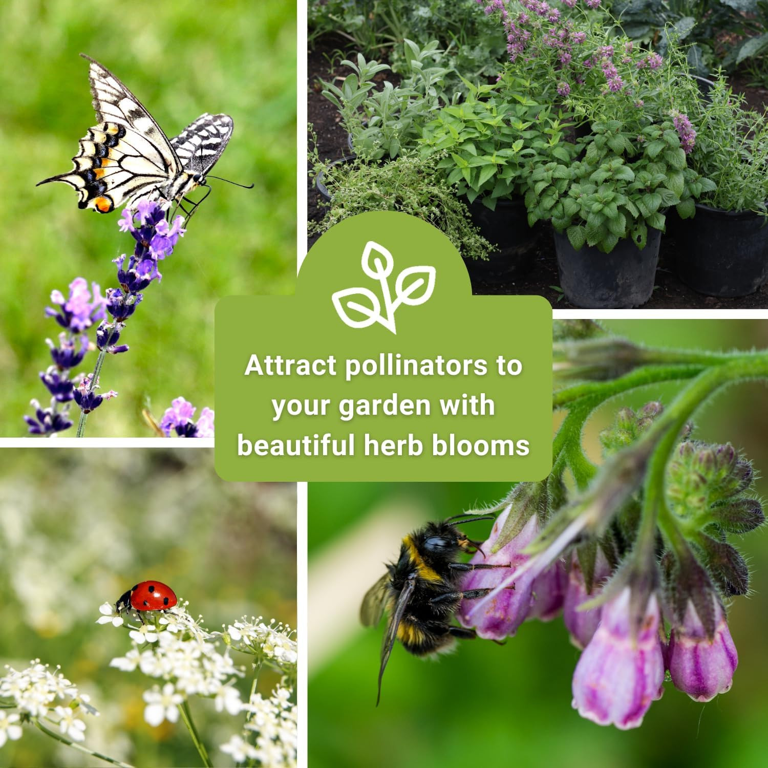 – Large Medicinal Herb Seed Collection for Planting – Chamomile, Echinacea, Lave