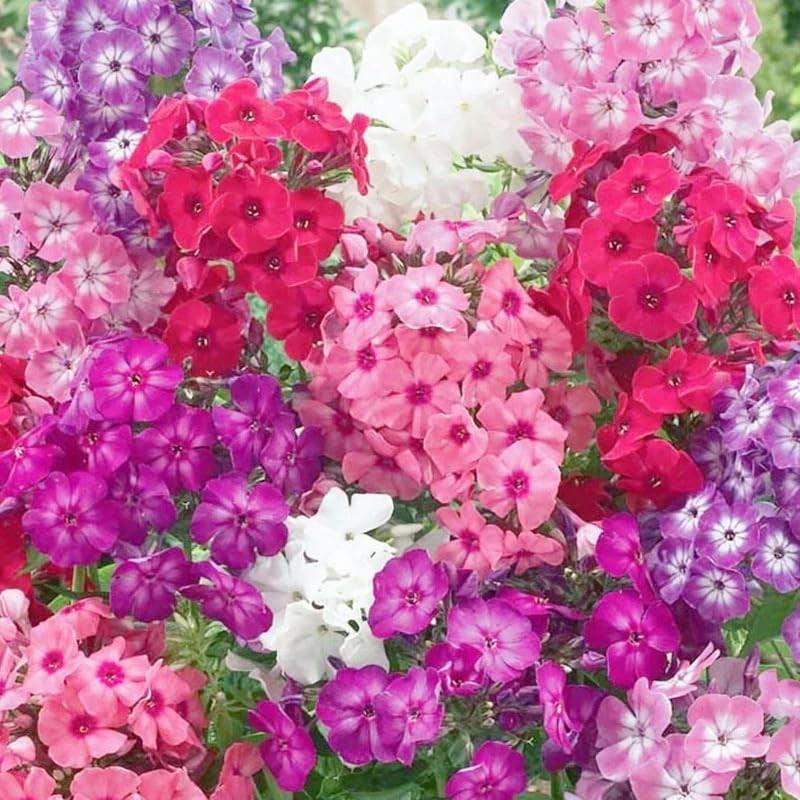 Mixed Phlox Seeds for Planting – Phlox Seeds Creeping Perennial Ground Cover …