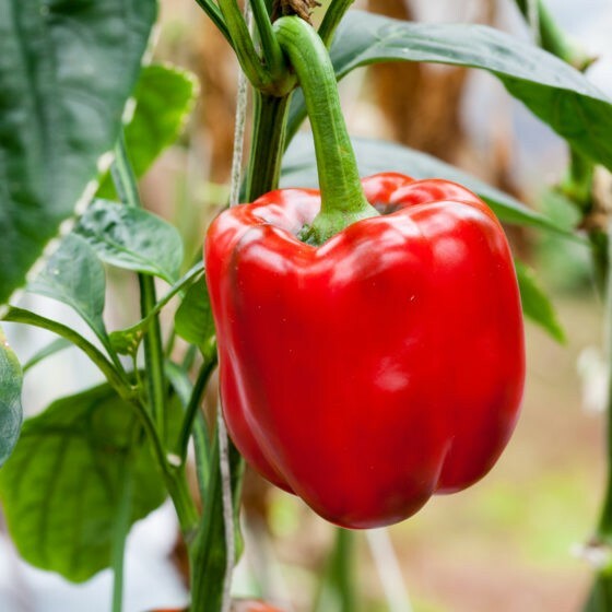 Red Bell Pepper XL HEIRLOOM 50+seeds PREMIUM strain Inherited thru 2 Generations