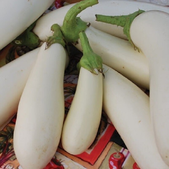 MPB#10 Casper Eggplant Seeds 25 thru 500 Seeds White Eggplant Seeds Egg Plant