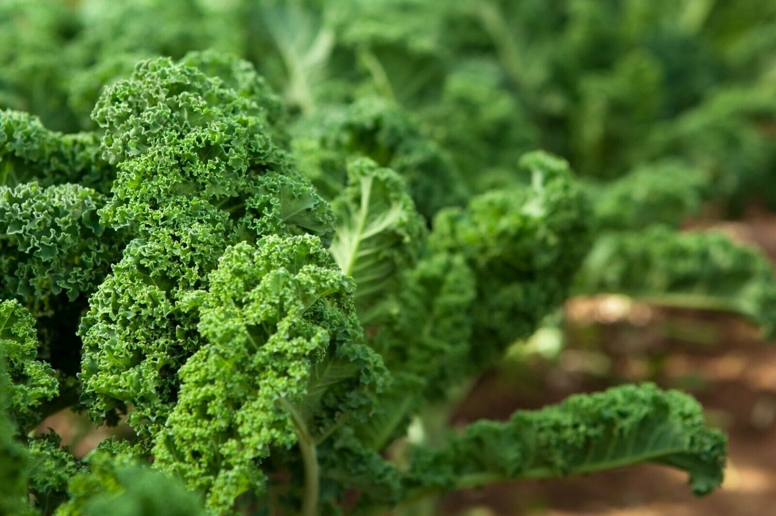 Food to Live Kale Sprouting Seeds, Vegan