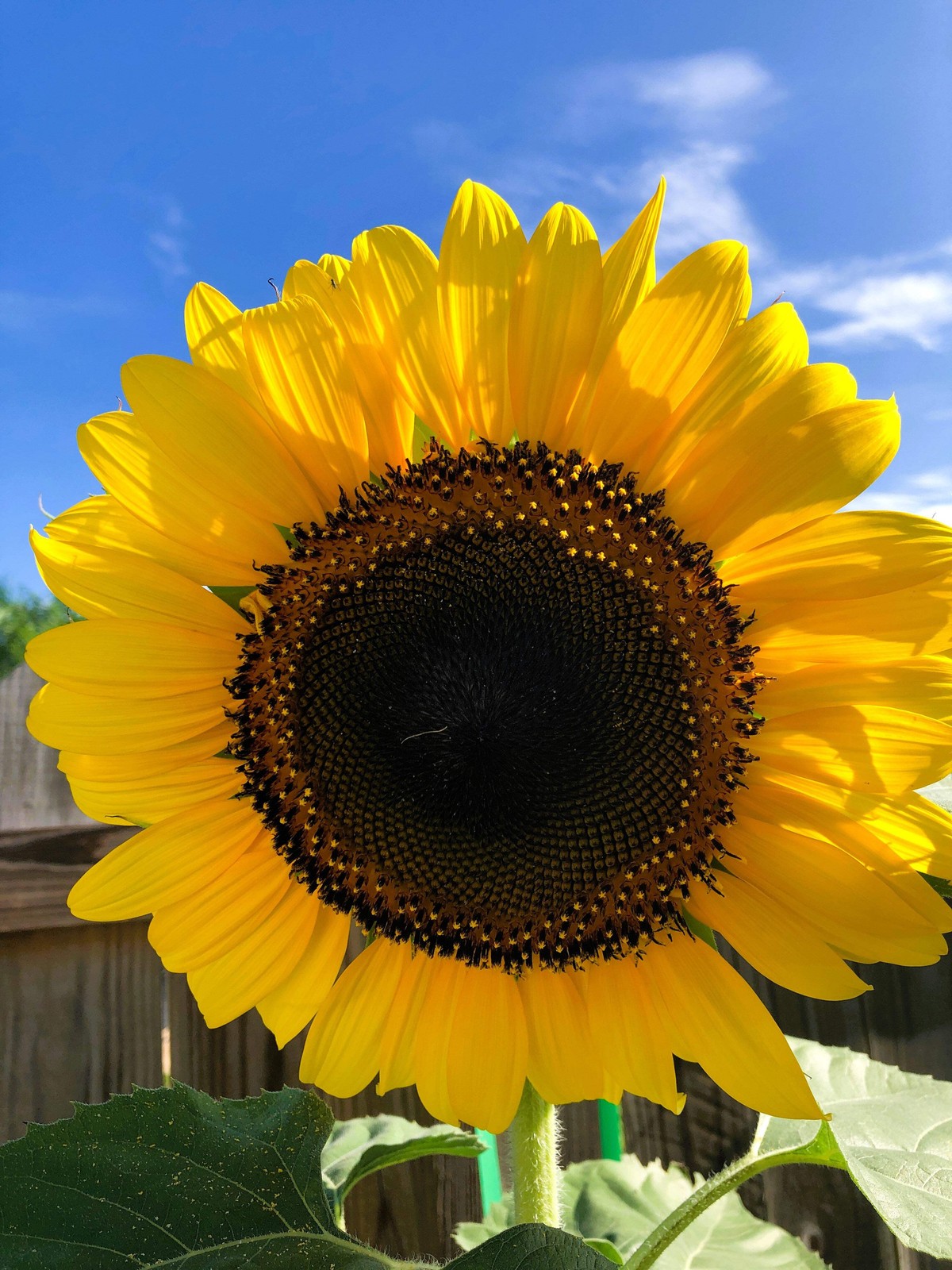 75 MAMMOTH GREY Stripe SUNFLOWER Helianthus Annuus Flower Seeds
