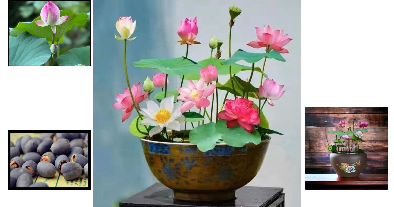 10PCS Lotus Seeds – Effortless Beauty for Indoor & Outdoor Water Gardens