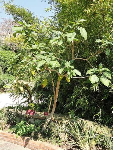 Solanum betaceum | Tree Tomato | 20 Seeds