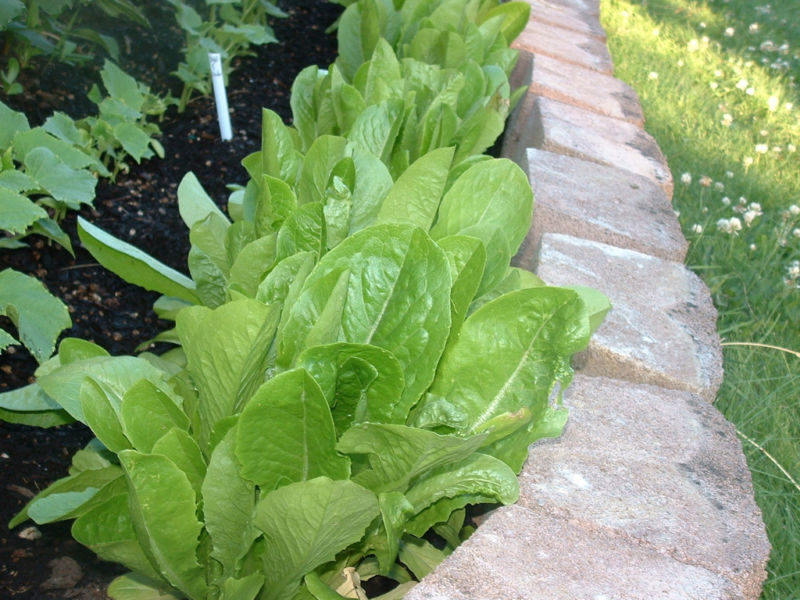 875 SEEDS – lettuce PARRIS ISLAND ROMAINE – GroCo USA – BUY ANY 15-SHIPS FREE