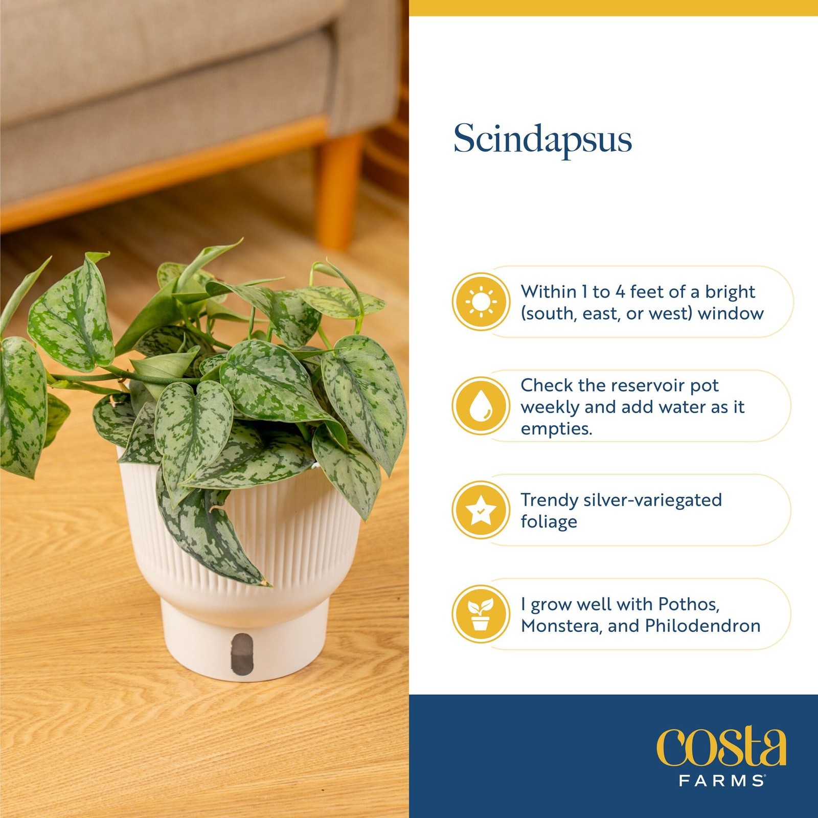 Scindapsus Platinum Java Plant in SelfWatering Pot – Ideal Indoor Decor Gift