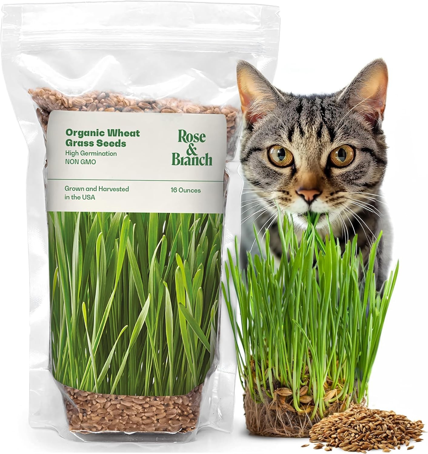 Healthy Wheat Grass Seeds for Pets & People – 16 Oz