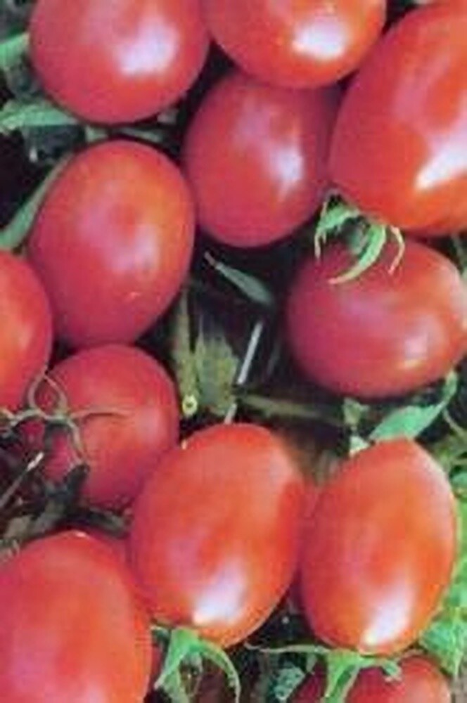Crovarese Italian Grape Tomato, 30 Seeds, NON-GMO, FREE SHIPPING