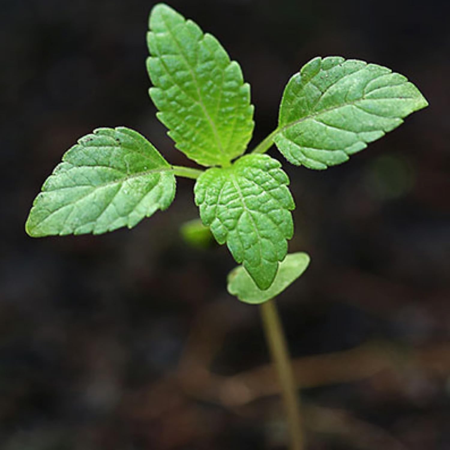 Peppermint Seeds for Planting – Non-GMO Heirloom & Untreated – Medicinal/Culi…