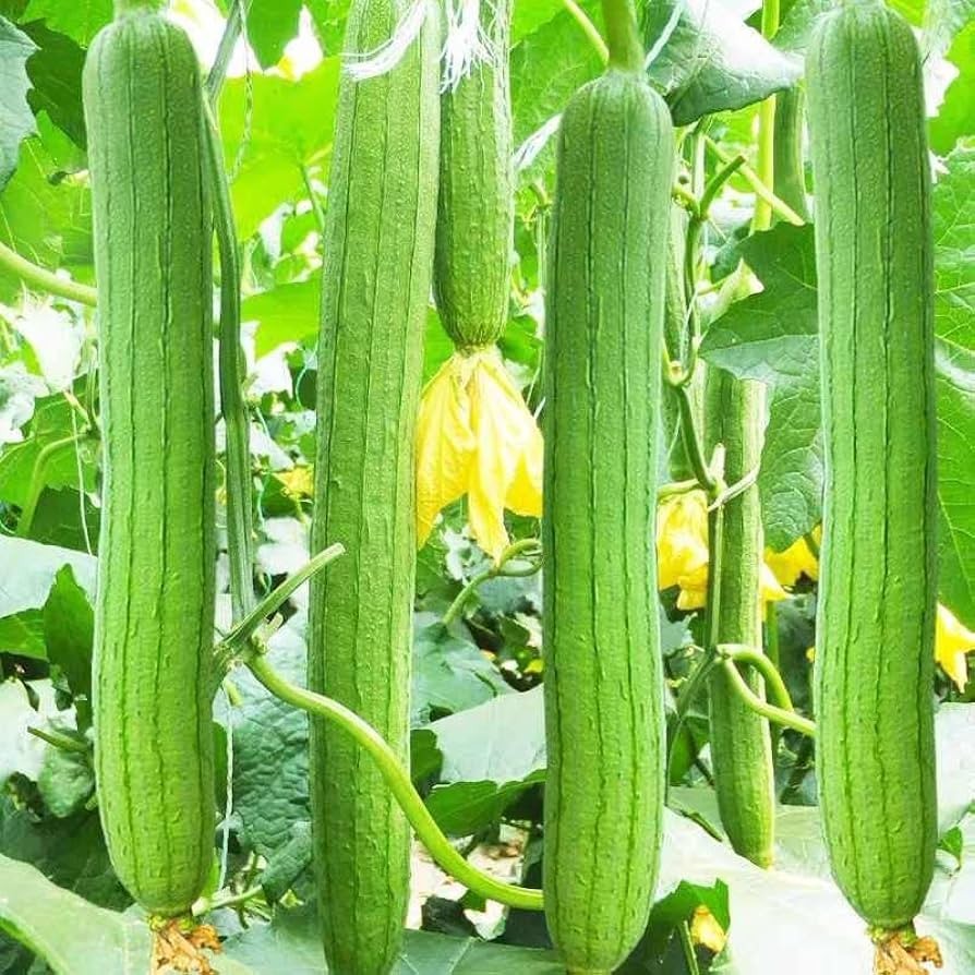 10 Luffa Seeds Sponge/Edible NON GMO Free Shipping & Tracking