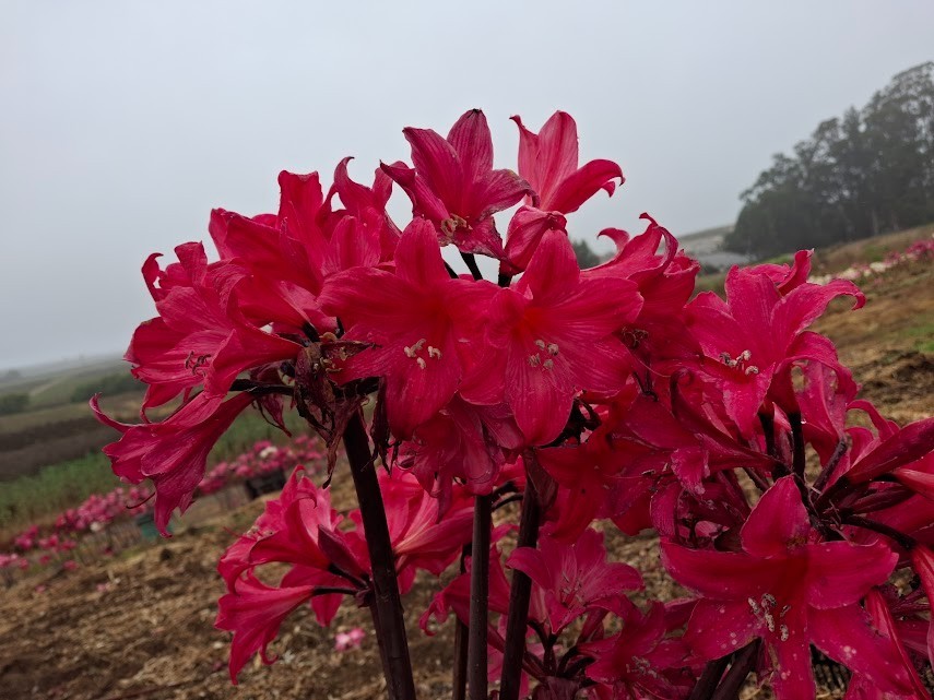 1 Amaryllis Belladonna RED Hybrid ~ Large Bulb bloomed 2021- not Hippeastrum