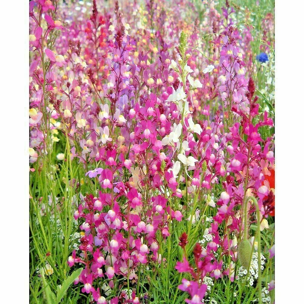 2000+SNAPDRAGON Northern Lights Mix Seeds Container Spring Fall Flower Garden
