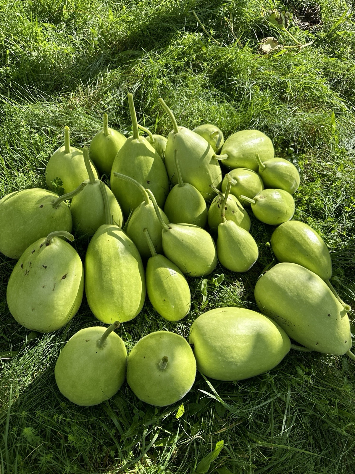 Bottle Gourd Seeds – Surma (Round) for Planting 20 Seeds