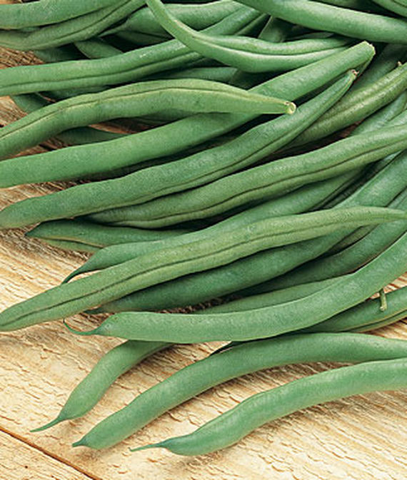 Blue Lake Bush Bean 274, Packed in Resealable Foil Packaging, Heirloom, NON GMO