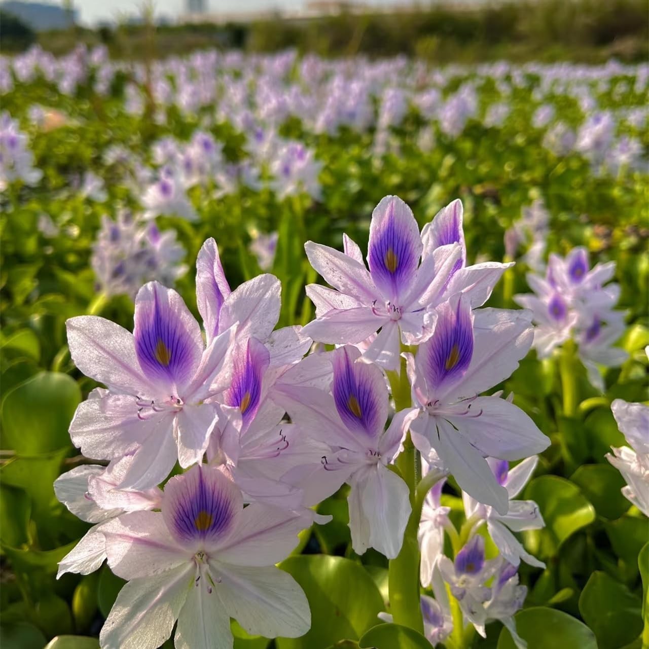 Transform Your Pond: 200 GMO-Free Water Hyacinth Seeds for Vibrant Water Gardens