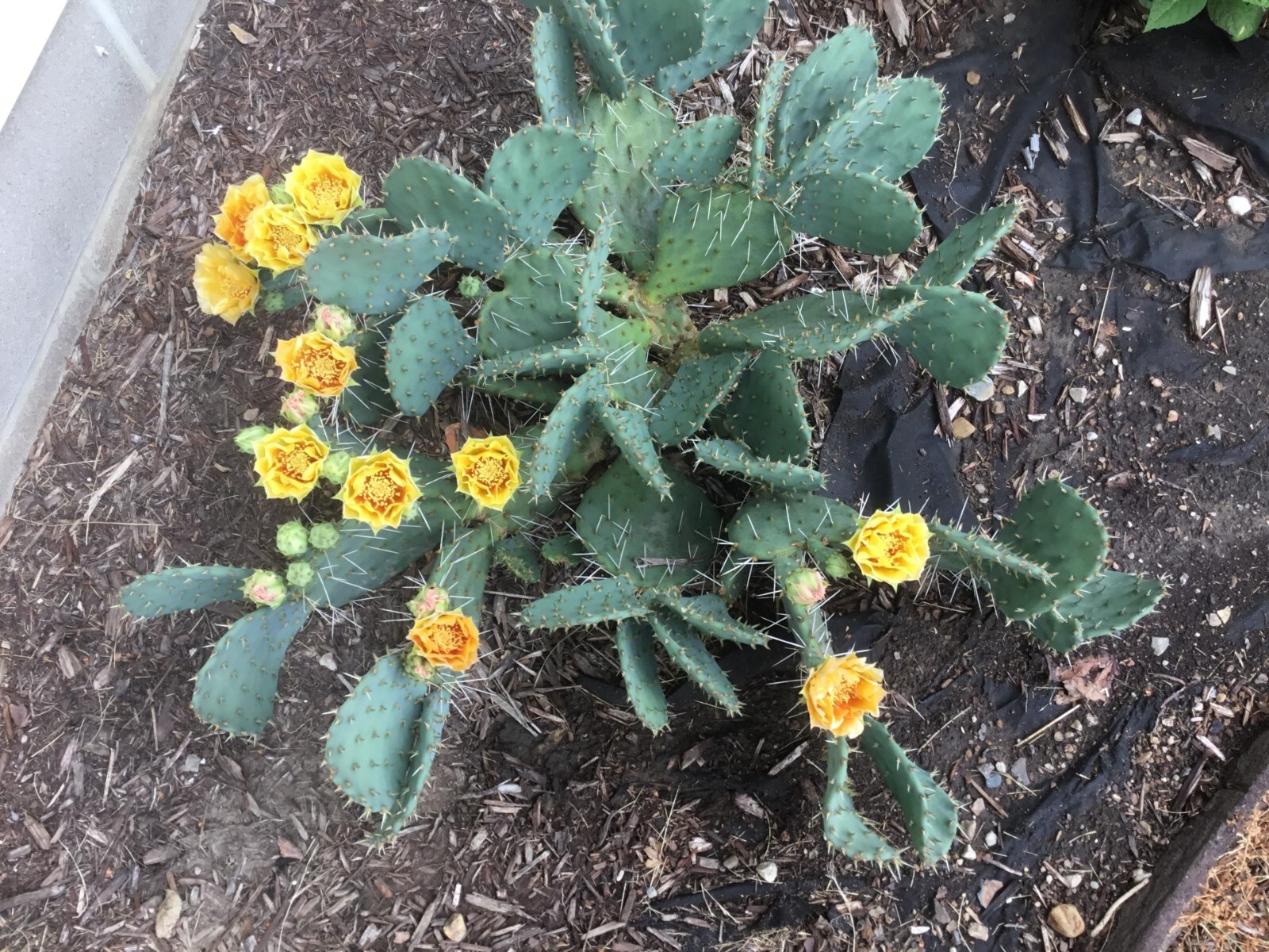 Cactus Seeds—25 SEEDS—Prickly pear—Winter Hardy