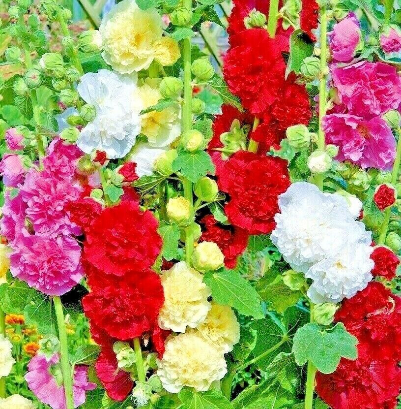 100 GIANT HOLLYHOCK HUMMINGBIRD MIX AUTUMN PLANTING FLOWERS BORDERS BEES SEEDS
