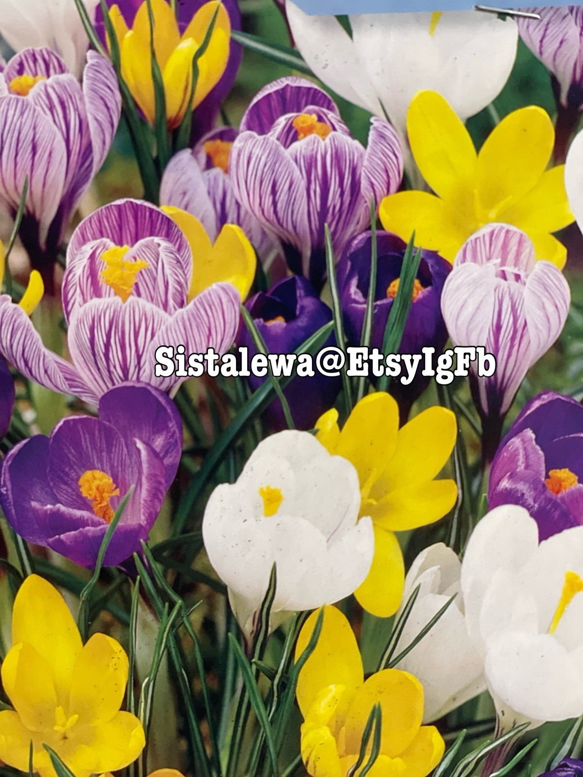 25 Species Crocus Bulbs Mix-Snow Crocus(Pack 7 Bulbs)~Perennial, Zones: 4-9