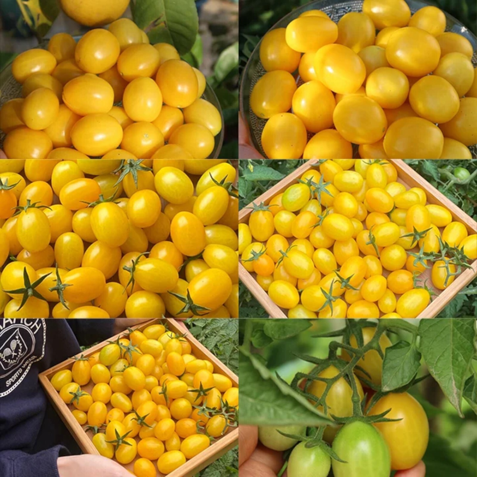 Patio Choice Yellow Cherry Tomato Seeds – 100 Seeds – Non-GMO Compact Variety