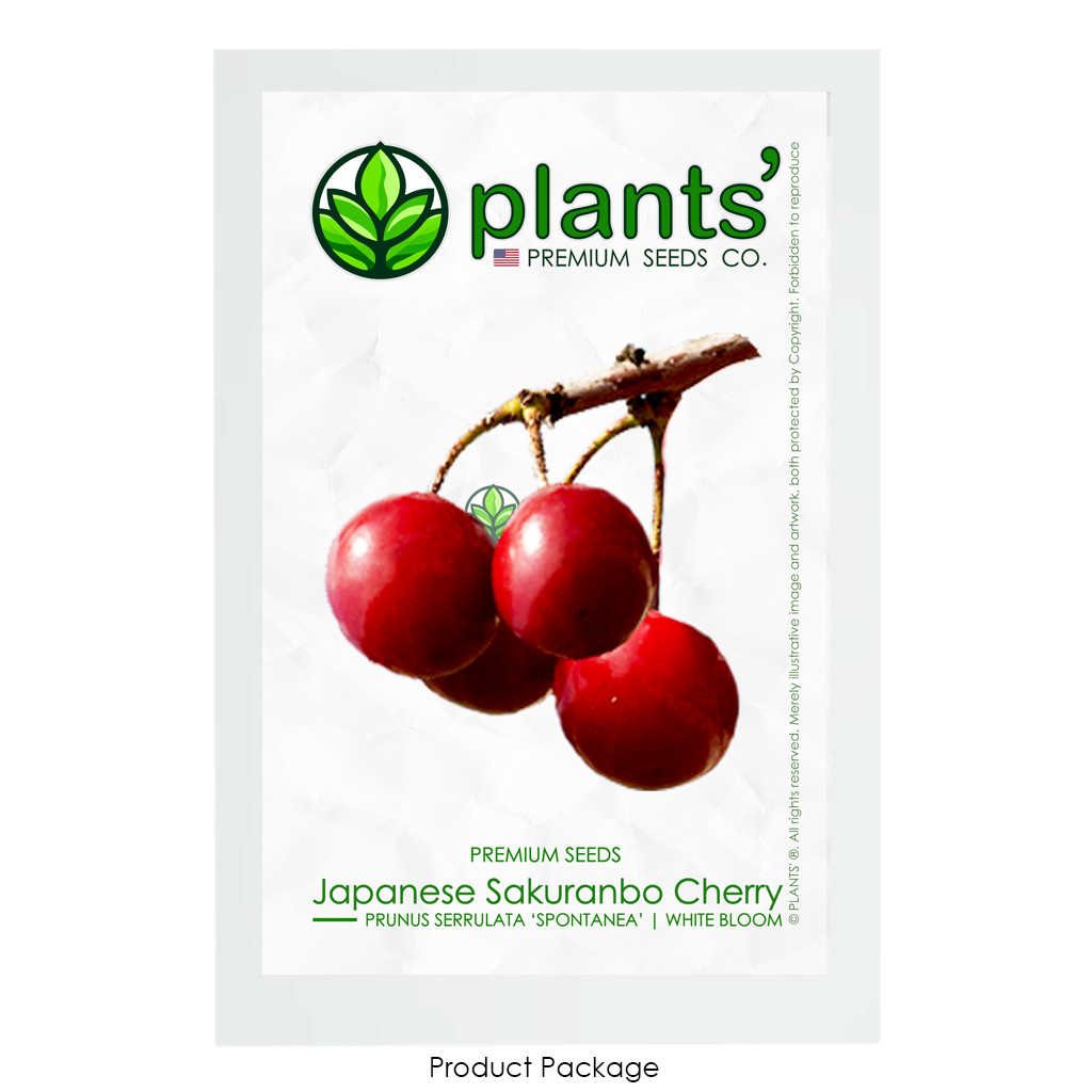 Japanese Sakuranbo Cherry | Premium Seeds | Prunus serrulata Spontanea | Plants’