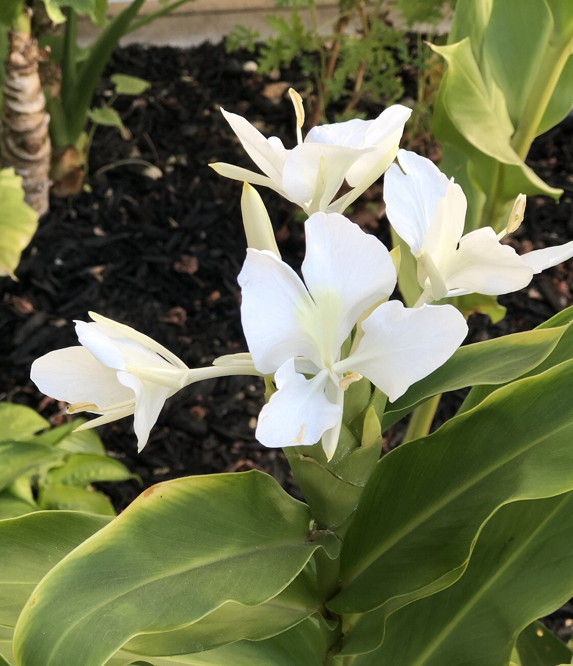 White Butterfly Ginger Rhizome Bulbs Fresh Tubers (2) Hawaiian Tropical