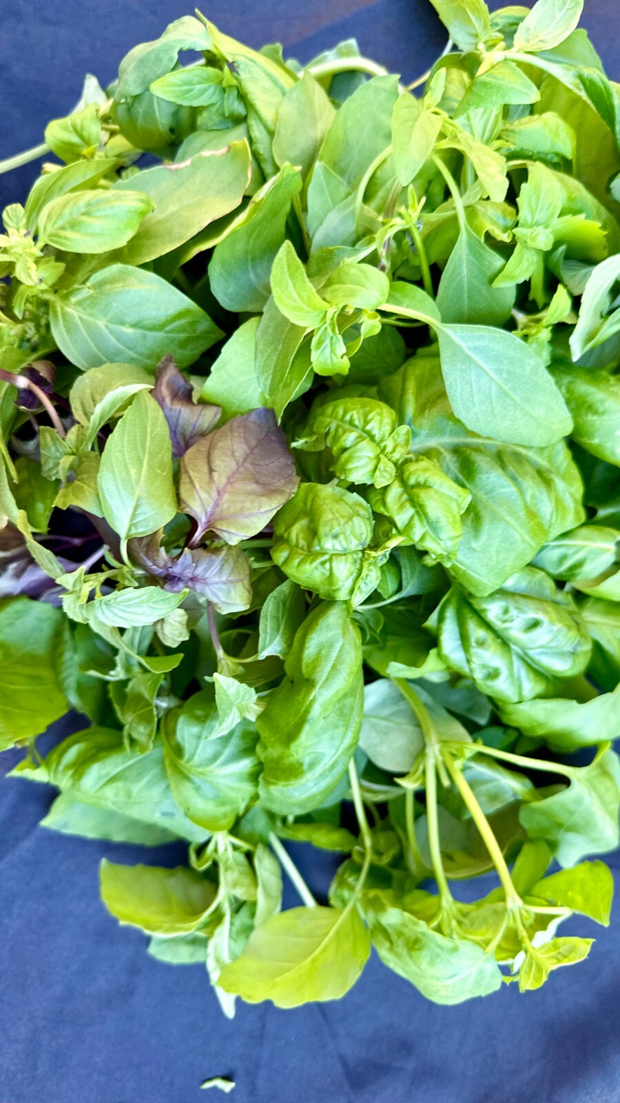Two Pounds of Fresh Basil – Five Different Varieties
