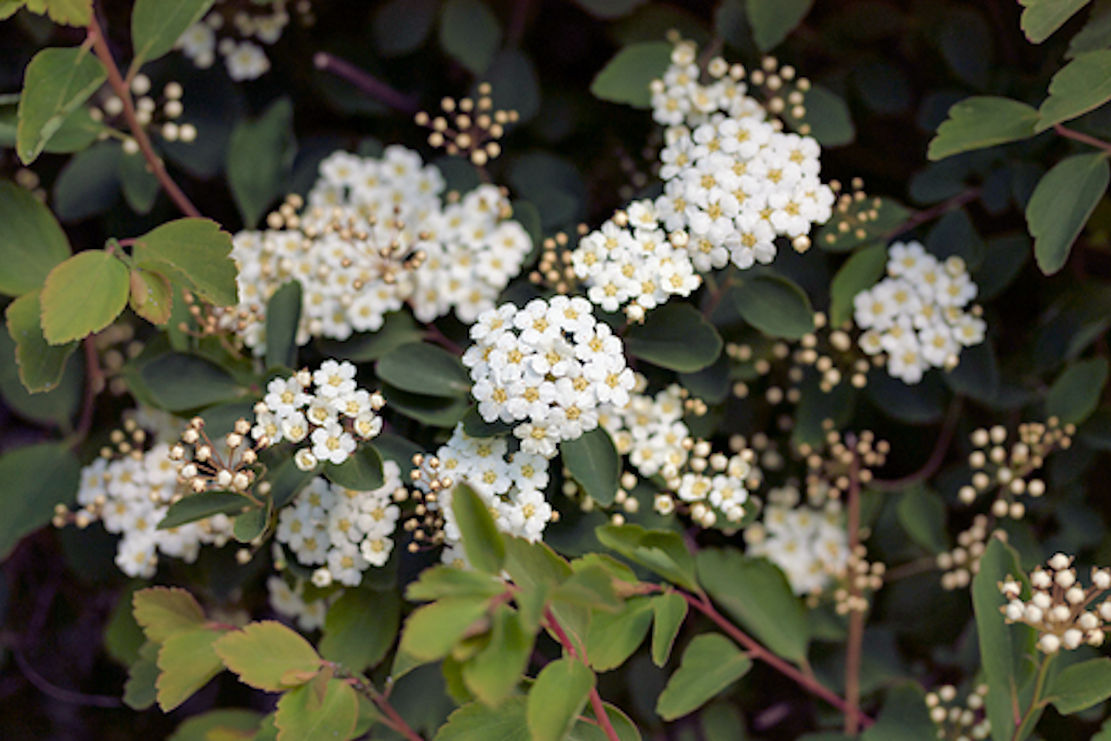 10 Seeds Blushing Viburnum Shrub or Bonsai – Standard Overstock
