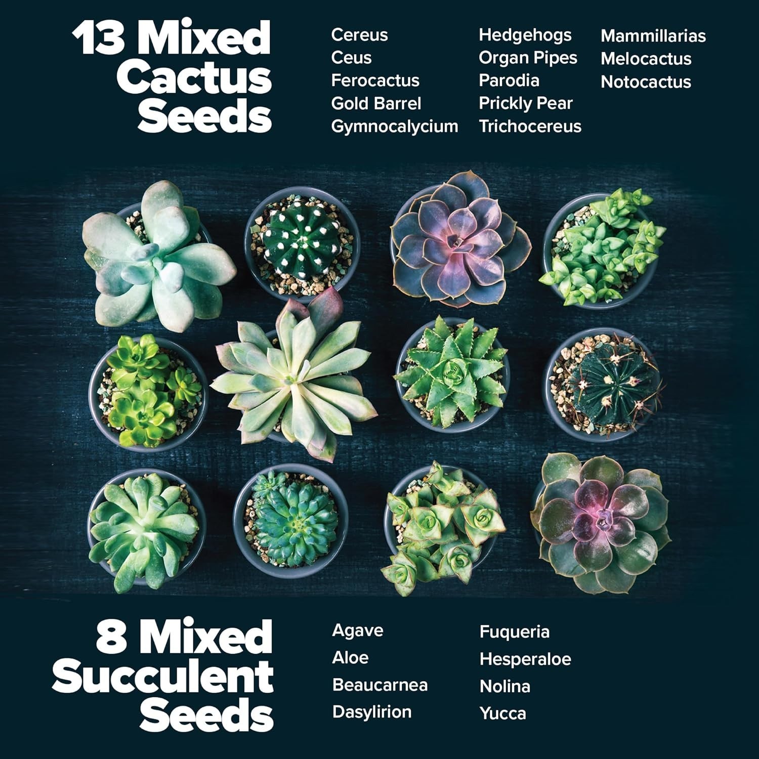 Complete DIY Succulent & Cactus Starter Kit – Indoor/Outdoor Gardening Fun!